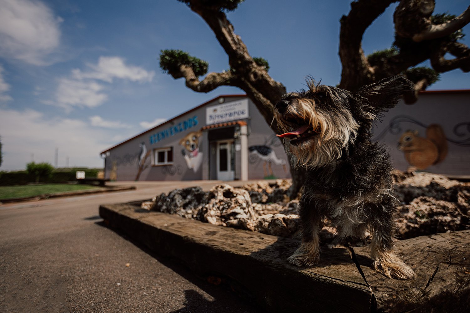 guarderia canina riverarce