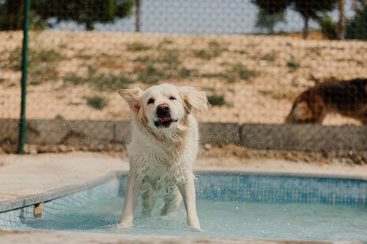guarderia canina riverarce
