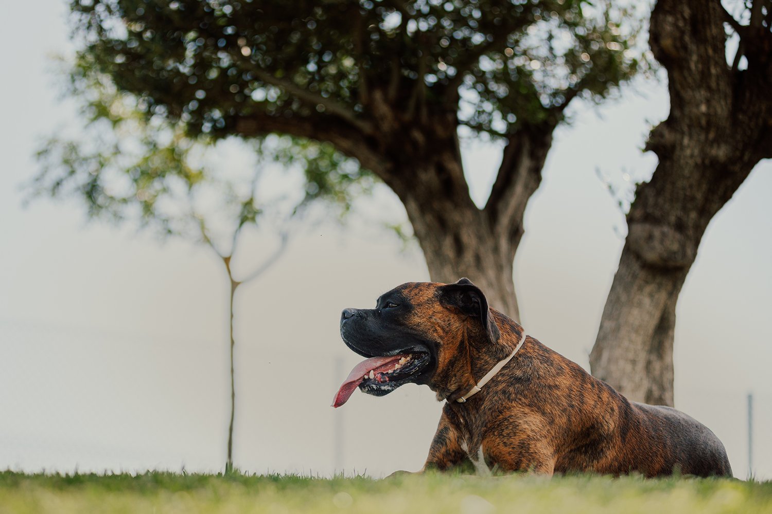 guarderia canina riverarce
