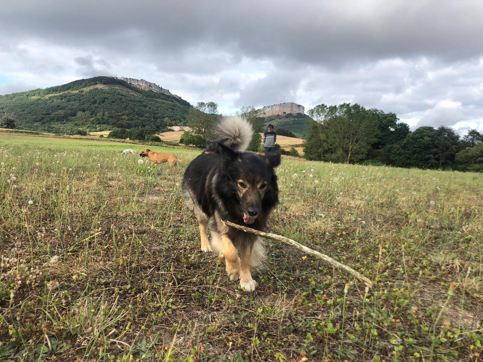 residencia canina durrumakan