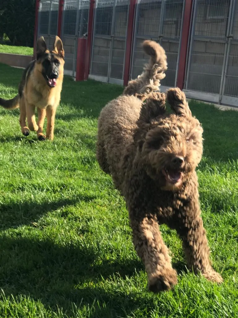 nanclares, perros corriendo