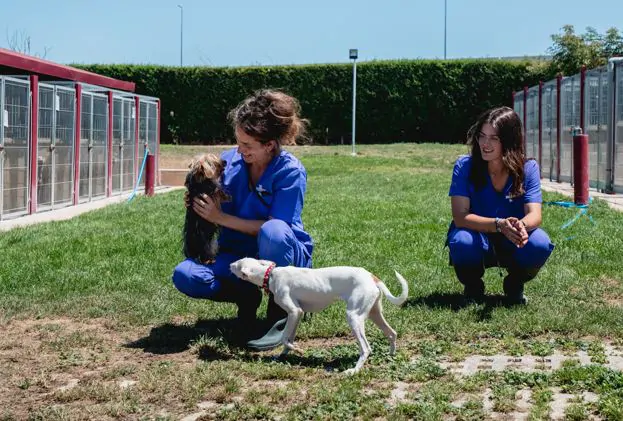 nanclares, veterinarias jugando con perros