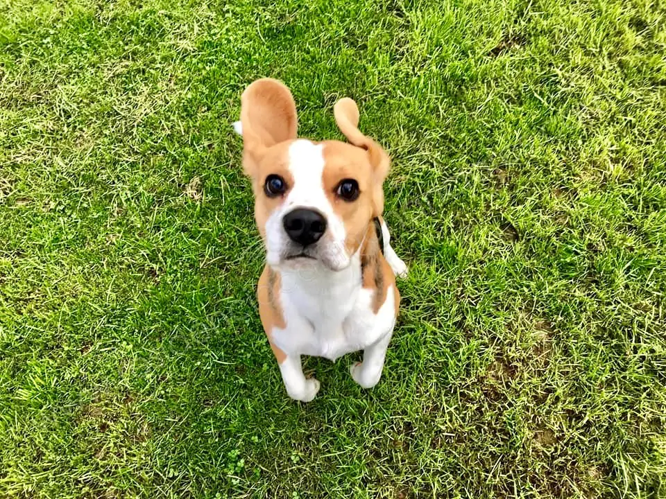 nanclares, perro pequeño
