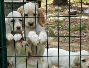 residencia canina kantarriketas