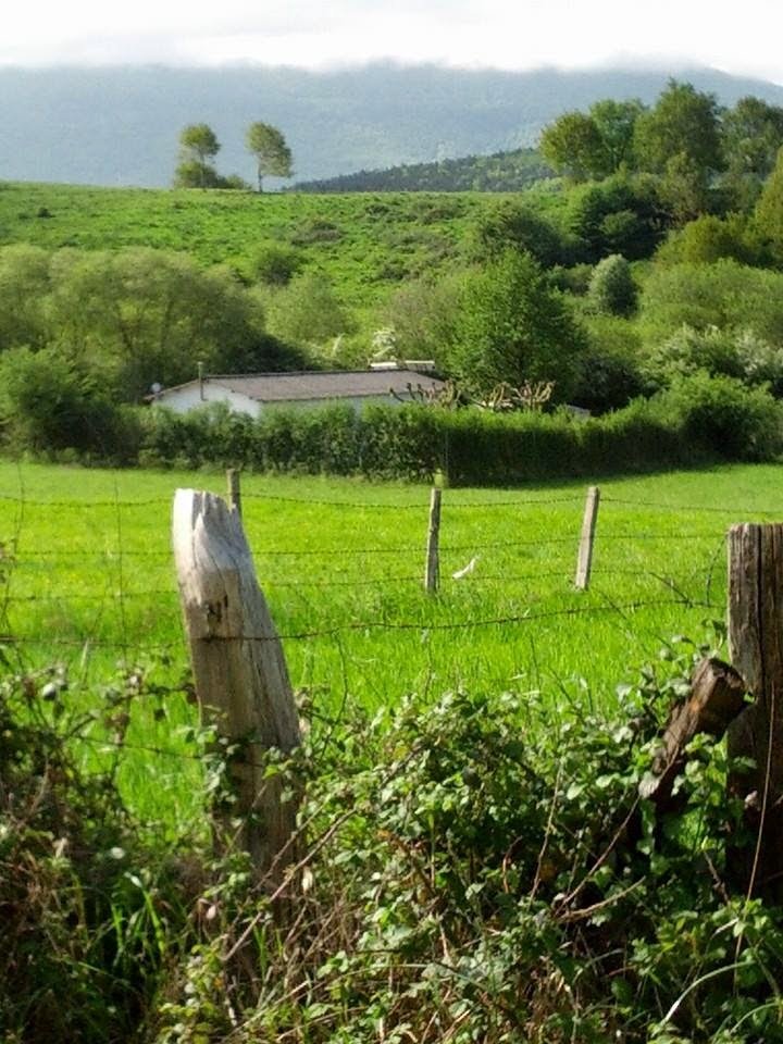 residencia canina las mascotas de ines