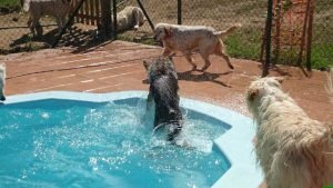 hotel canino troylo