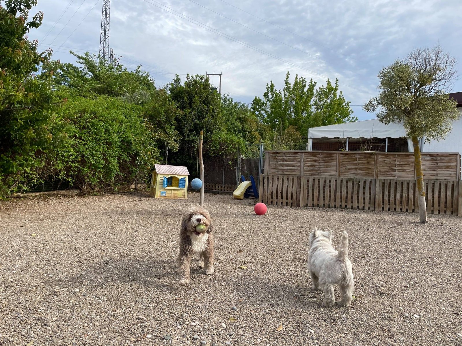 residencia canina peludos