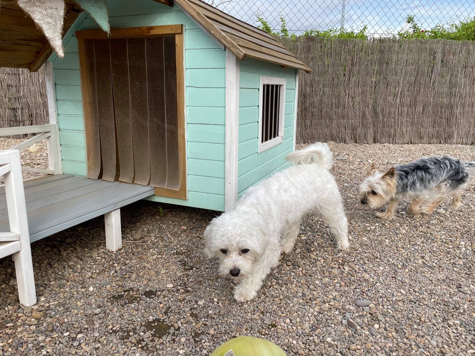 residencia canina peludos