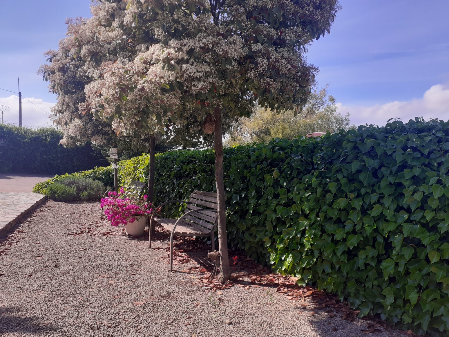 residencia canina peludos