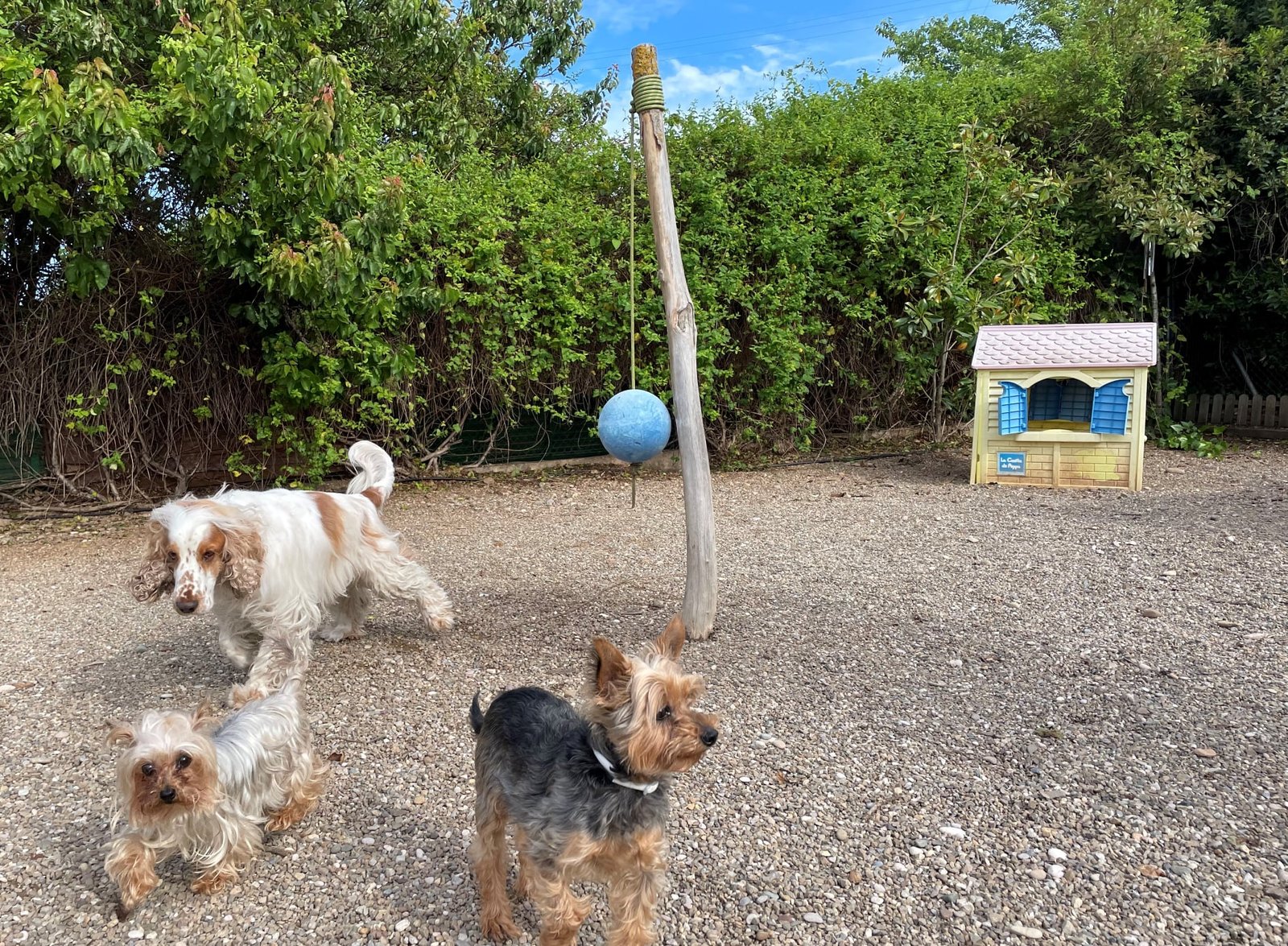 residencia canina peludos