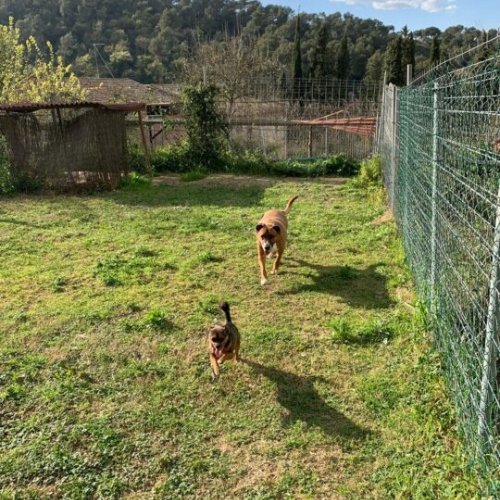 residencia canina can llosses
