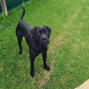 hotel canino sitcan urdaneta