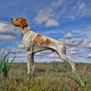 residencia canina las merindades