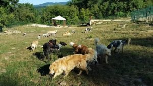 hotel canino troylo