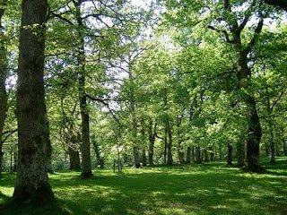 residencia canina las mascotas de ines