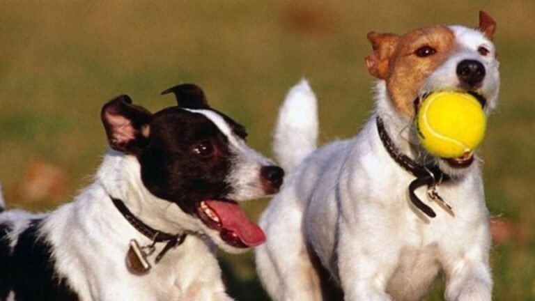 Residencia para Mascotas Txakur Bai – residencia canina en Vizcaya
