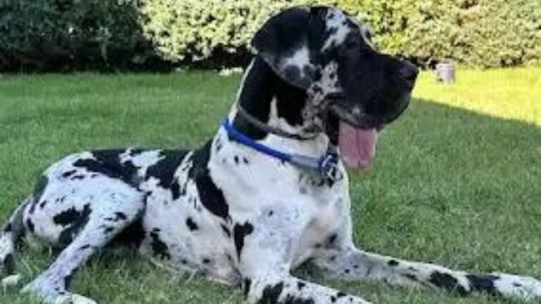 Hogar Canino Parque Boadilla – residencia canina en Madrid