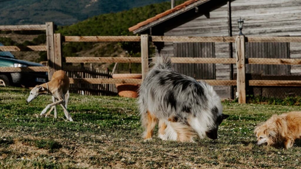 hotel canino la burra lola