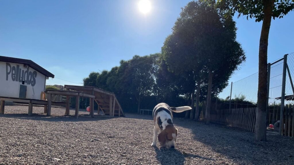 residencia canina peludos