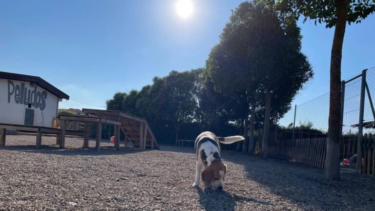 Residencia Canina Peludos – residencia canina en La Rioja