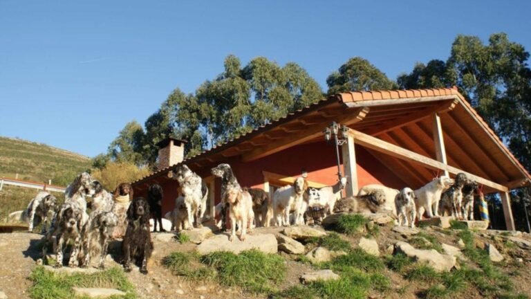 Hotel Canino Troylo – residencia canina en Vizcaya