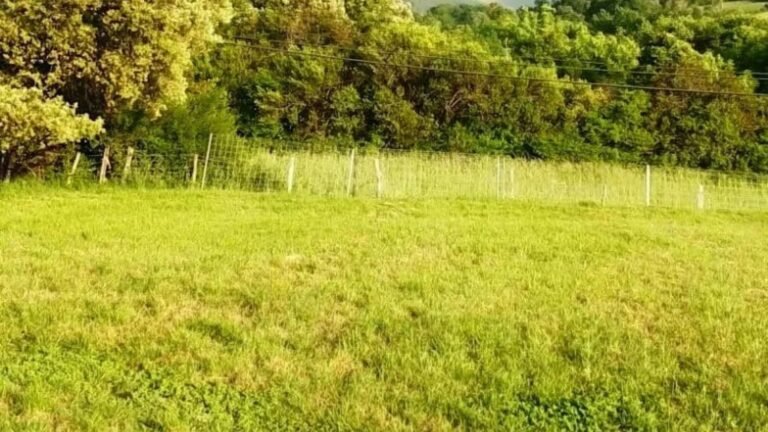 Centro Canino TxakurArgi – residencia canina en Vizcaya