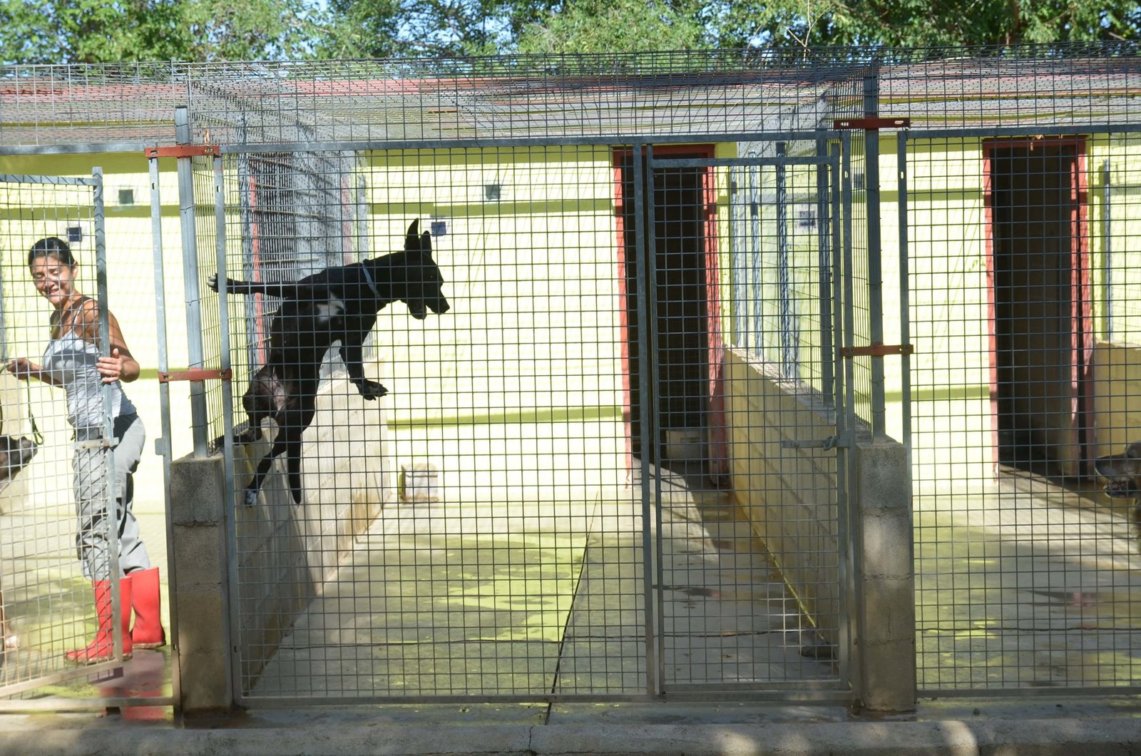 residencia canina granja la luna