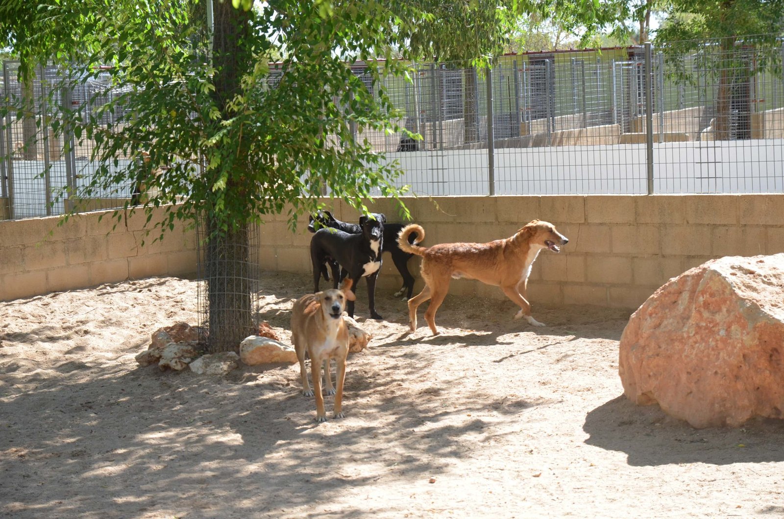 residencia canina granja la luna