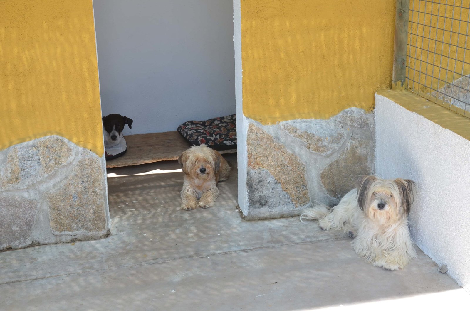 residencia canina granja la luna