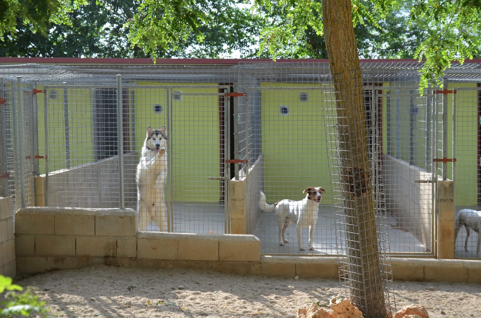 residencia canina granja la luna