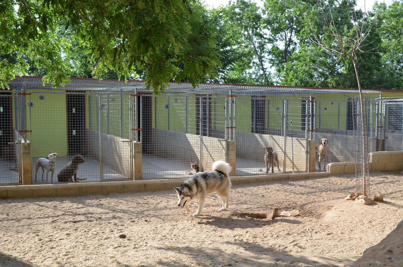 residencia canina granja la luna