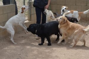 residencia canina granja la luna