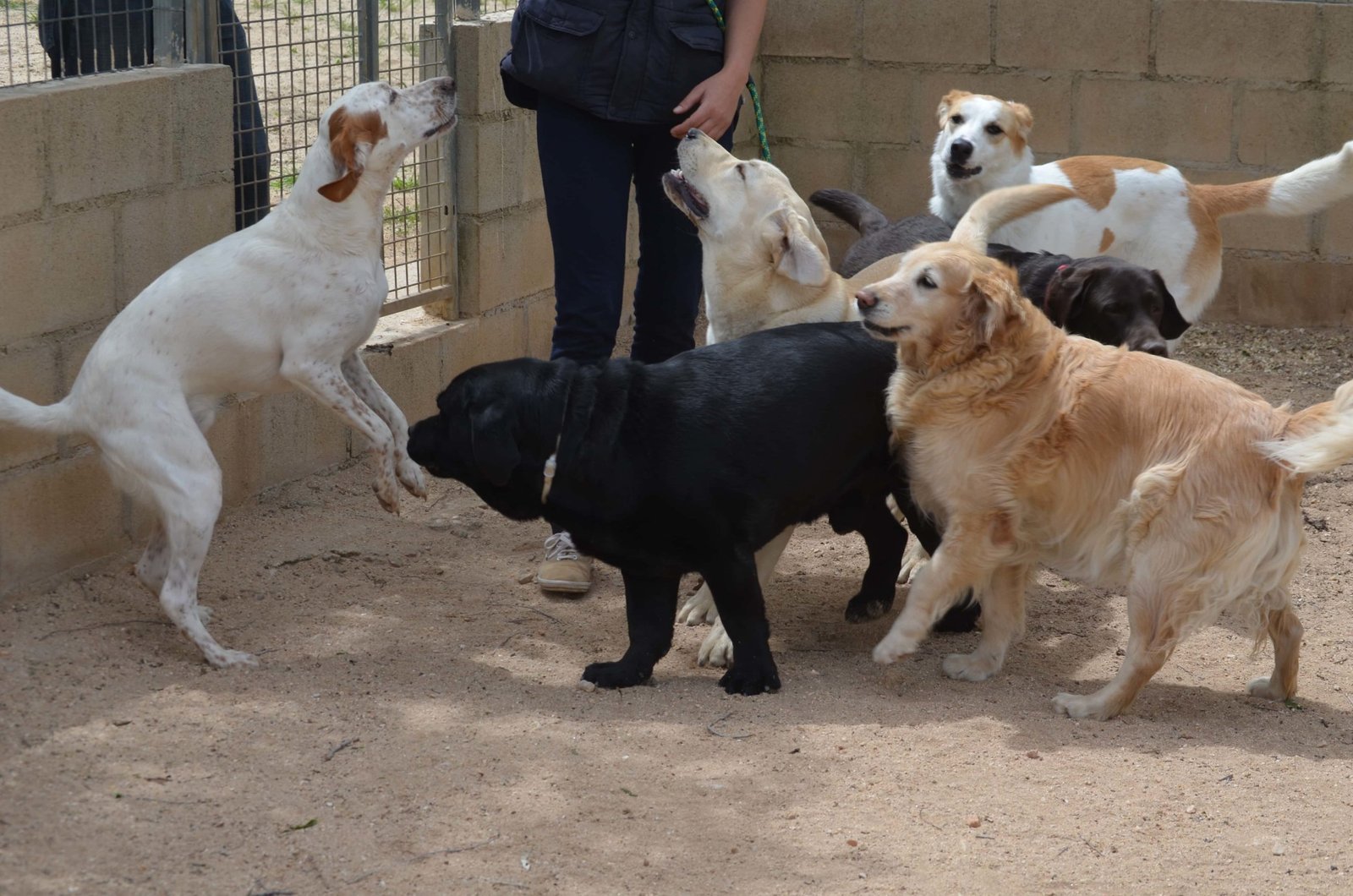 residencia canina granja la luna