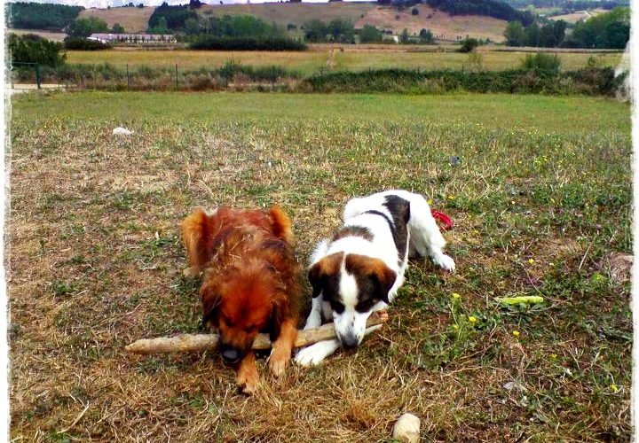 residencia canina basajaun