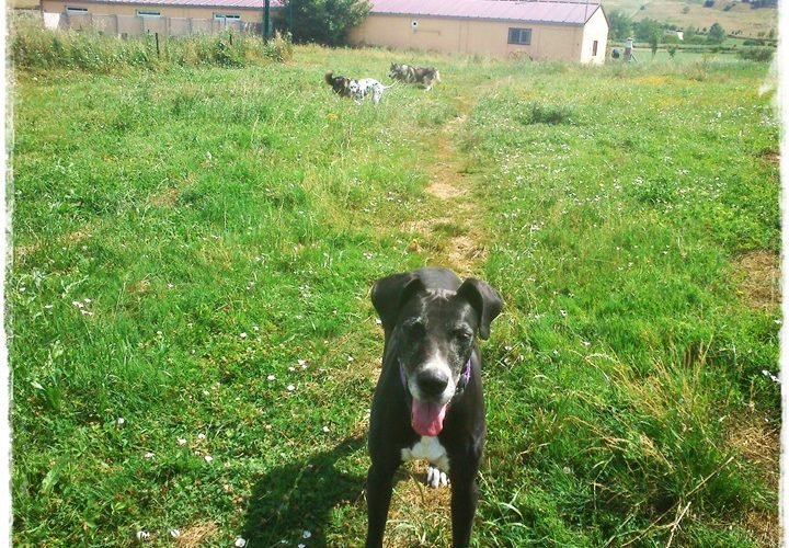 residencia canina basajaun