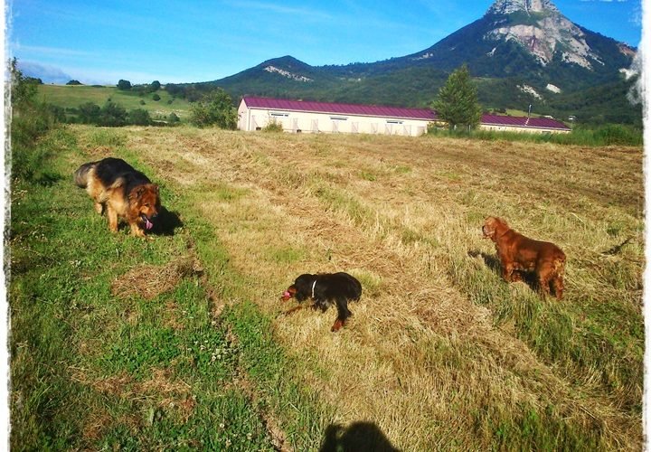 residencia canina basajaun