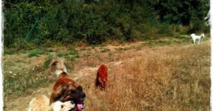 residencia canina basajaun