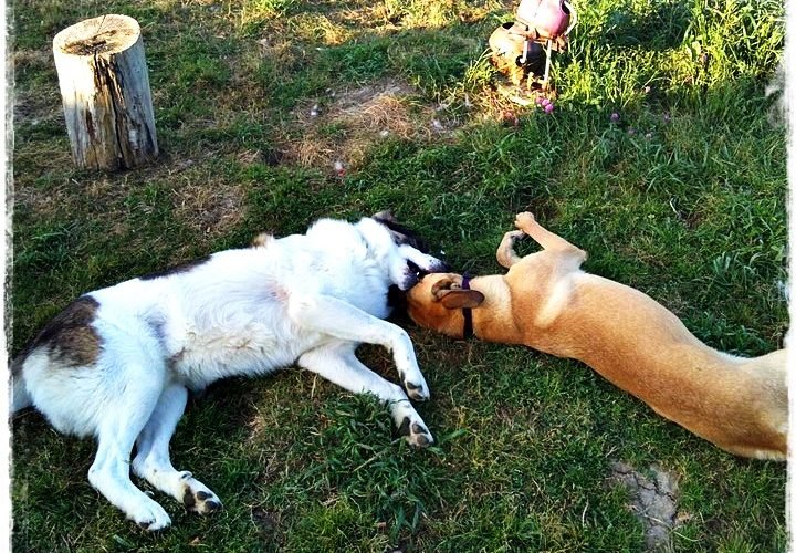 residencia canina basajaun