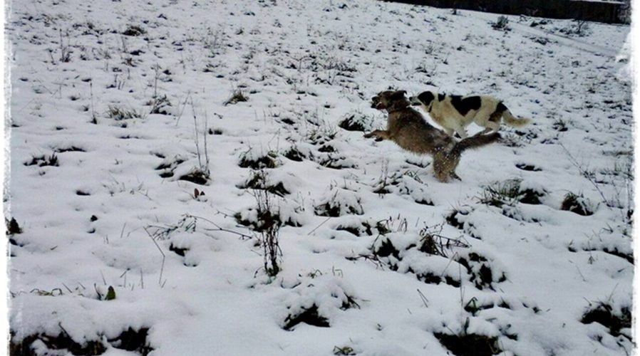 residencia canina basajaun