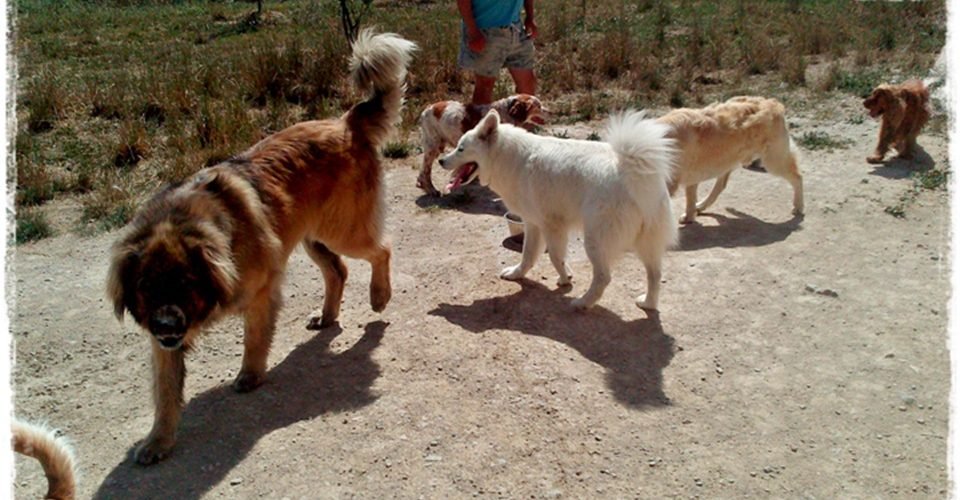 residencia canina basajaun