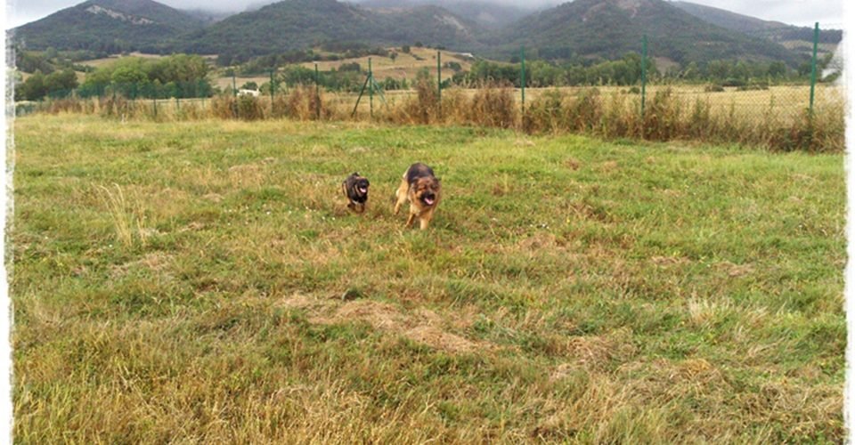 residencia canina basajaun