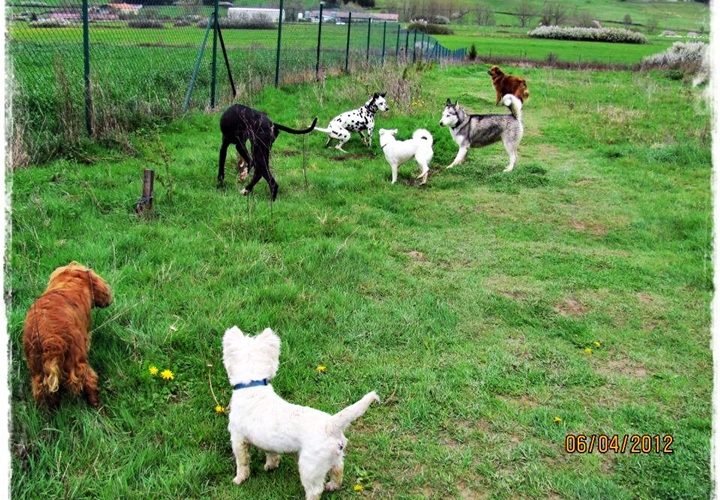 residencia canina basajaun