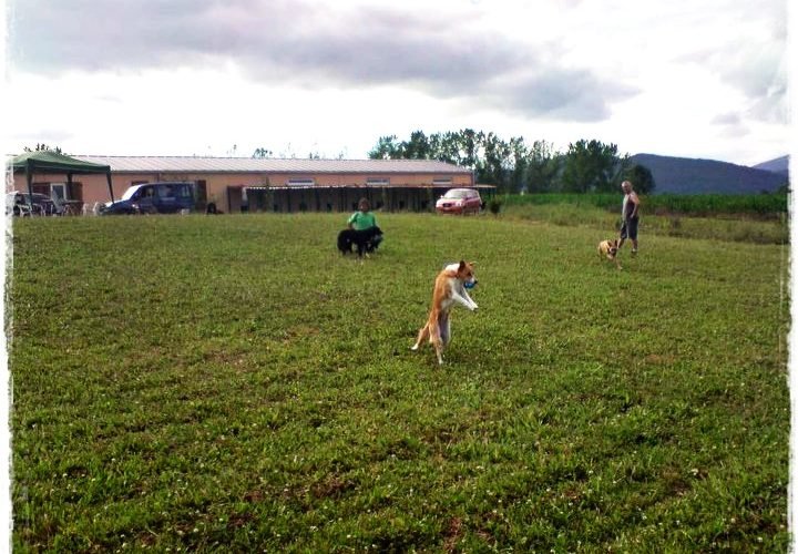 residencia canina basajaun