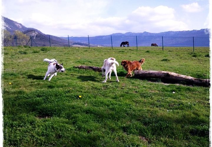 residencia canina basajaun