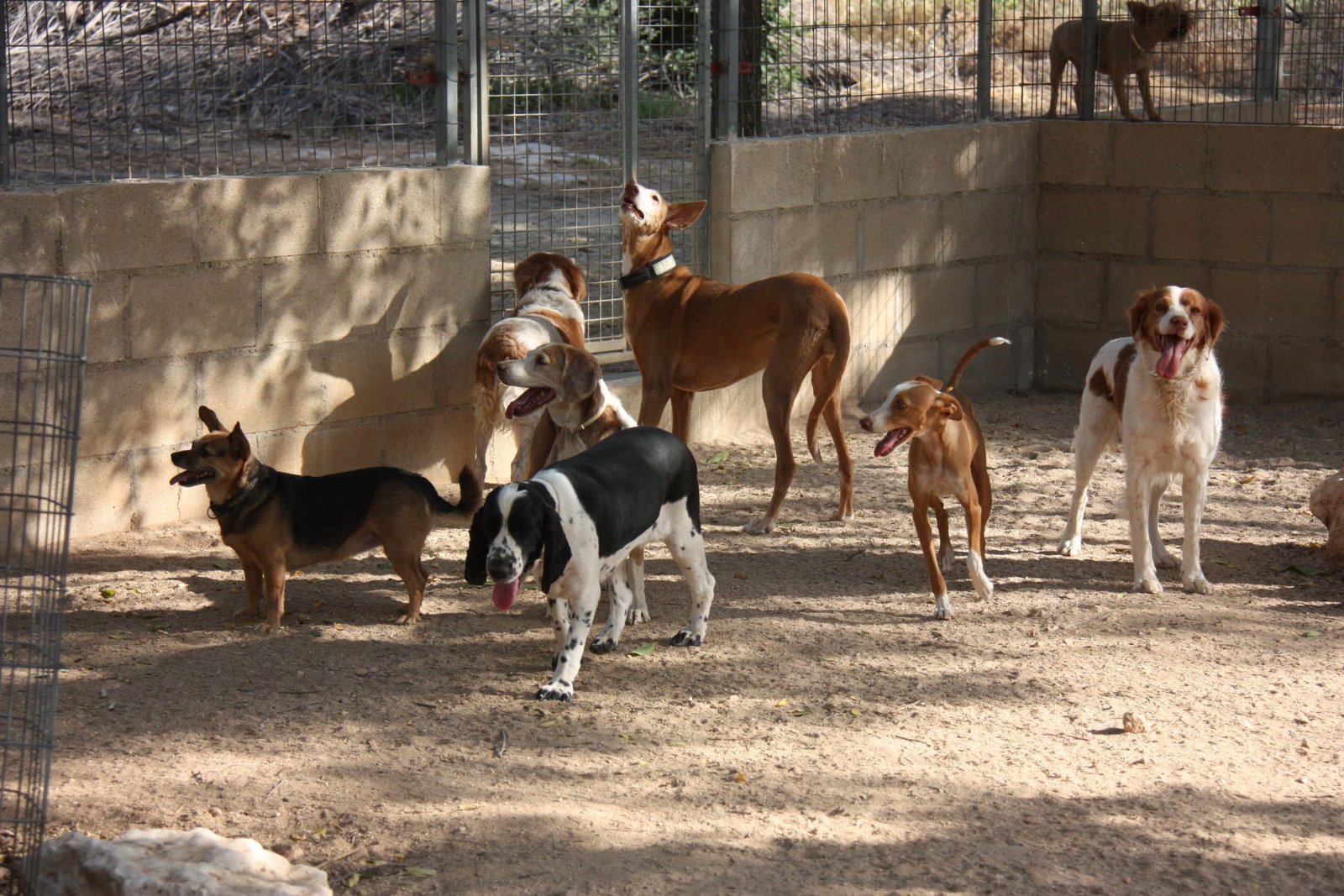 residencia canina granja la luna