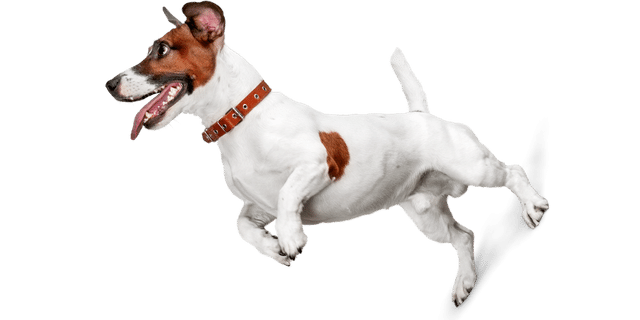 Imagen Web Hotel para Perros 1