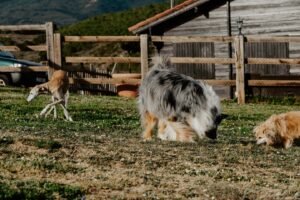 hotel canino la burra lola