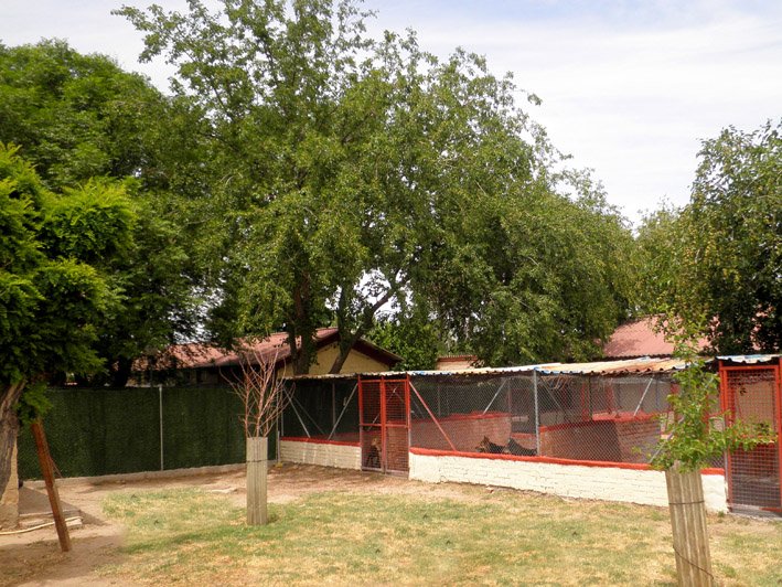residencia canina solycan