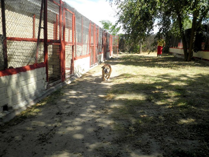 residencia canina solycan