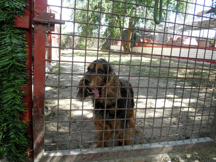 residencia canina solycan
